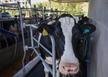 SC prorroga suspensão de incentivos fiscais para importação de leite e derivados