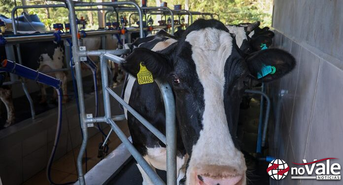 SC prorroga suspensão de incentivos fiscais para importação de leite e derivados