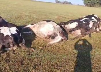 Vaca morde tomada e 32 animais morrem eletrocutados em Marechal Rondon