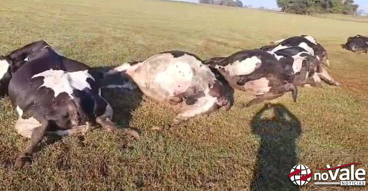 Vaca morde tomada e 32 animais morrem eletrocutados em Marechal Rondon