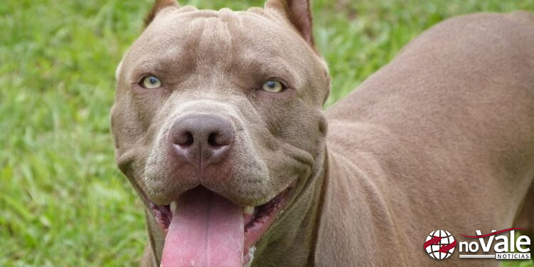 SC regulamenta Lei do Pitbull e impõe regras rígidas para cães de grande porte