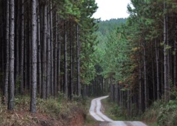 Ação no STF contra Código Ambiental de SC ameaça 244 mil empregos