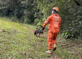 Grupo de resgate com cães conclui buscas por homem desaparecido em Jaborá, mas investigações continuam