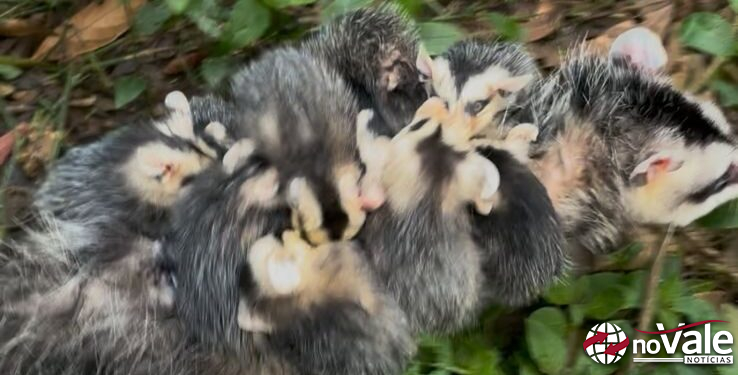 Gambá com nove filhotes é resgatado pelo Corpo de Bombeiros em Ponte Serrada