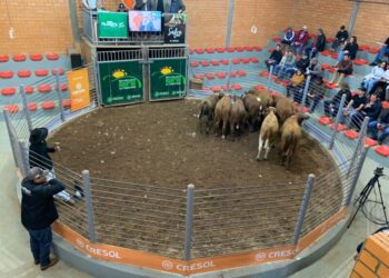 Mais de R$ 835 mil foram movimentados no 59º Leilão de Gado Geral em Capinzal