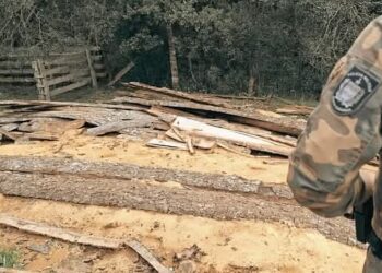 PM Ambiental flagra corte ilegal de pinheiro-brasileiro em área de preservação em Abdon Batista