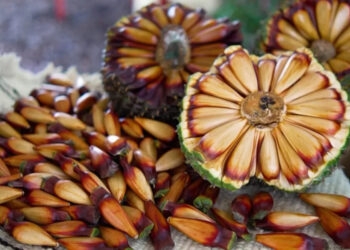 Santa Catarina lidera produção de pinhão no Brasil