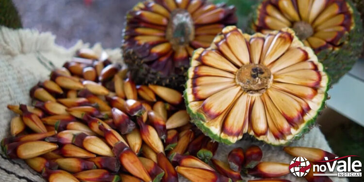 Santa Catarina lidera produção de pinhão no Brasil