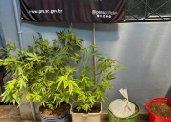 Operação da Polícia Militar resulta em apreensão de drogas e prisão em Capinzal