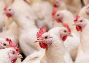 SC volta a exportar carne de frango para Europa após cinco meses de suspensão