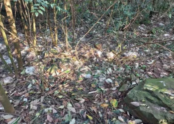 Produtor rural é multado em R$ 10 mil por descartar frangos mortos em área de vegetação em Capinzal