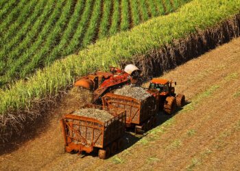 Pesquisa inédita no Brasil transforma resíduo da cana-de-açúcar em produto ambiental de alto valor agregado