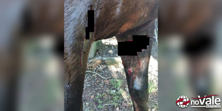 Padre é atacado por pitbull durante cavalgada em Machadinho, no Norte do RS