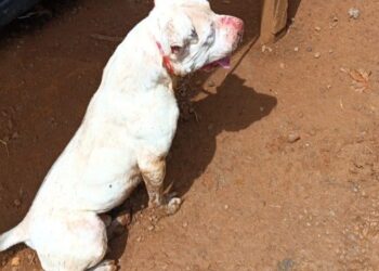 Pitbull solto invade propriedade e mata galinhas em cidade da região