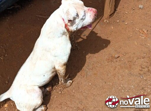 Pitbull solto invade propriedade e mata galinhas em cidade da região