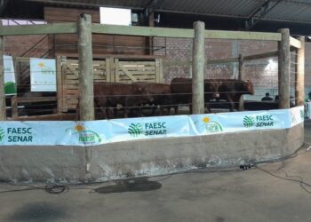 Sindicato rural movimenta R$ 778 mil com o Leilão de Gado Geral em Zortéa