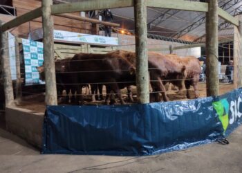 Sindicato Rural promove nesta terça-feira o 11º Leilão de Gado Zortéa