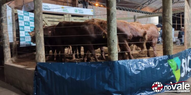 Sindicato Rural promove nesta terça-feira o 11º Leilão de Gado Zortéa
