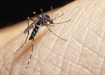 Capinzal reforça ações no Dia Nacional de Combate ao Mosquito transmissor da dengue
