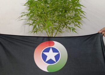 PM apreende pé de maconha em residência no Bairro Vila Remor, em Joaçaba