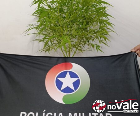 PM apreende pé de maconha em residência no Bairro Vila Remor, em Joaçaba
