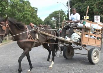 Projeto que proíbe veículos de tração animal em SC pode virar lei se for sancionado