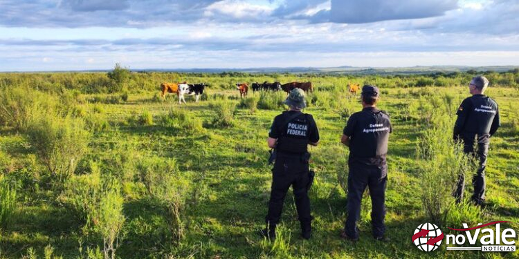 Operação de combate ao contrabando de gado cumpre mandados no RS e Oeste de SC
