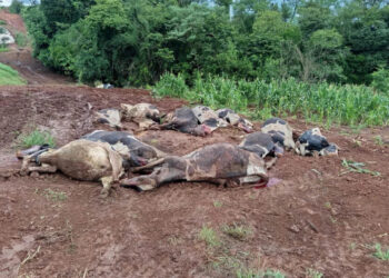 Dois fatos resultando na morte de bovinos chamam a atenção