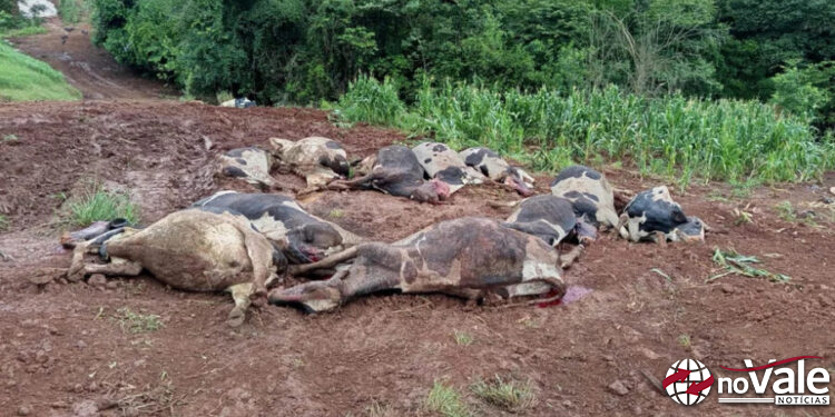 Dois fatos resultando na morte de bovinos chamam a atenção