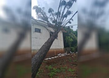 Vento derruba araucária sobre residência em Capinzal