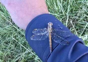 Serra Catarinense registra 2ª geada de 2026 com mínima de 0,9°C em pleno janeiro