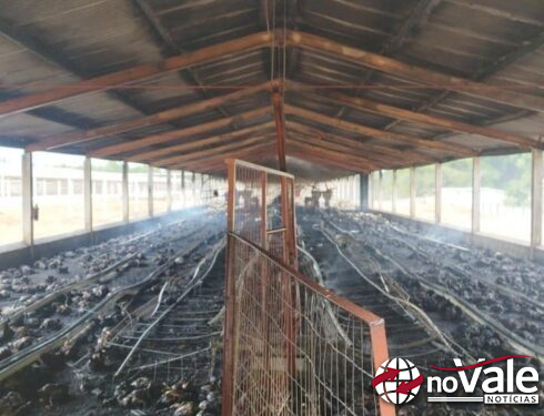 Incêndio destrói galinheiro e mata cerca de 7 mil aves em Campos Novos