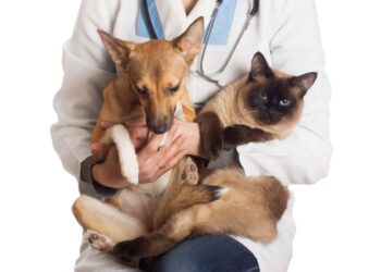 Zortéa abre inscrições para campanha de castração de cães e gatos