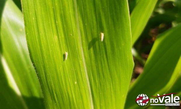 Aumento de cigarrinha-do-milho é detectado em SC