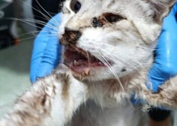 Gata não resiste após ser atingida por disparos de chumbinho em Capinzal