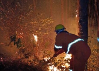 Incêndio de grandes proporções atinge reflorestamento em Macieira