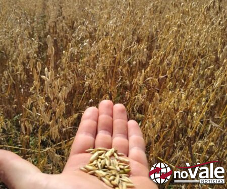 Programa Viva Bem Capinzal no Campo distribuirá mais de 10 mil quilos de aveia e 3 mil quilos de azevém a produtores