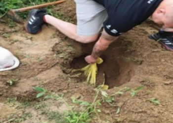 Homem de 63 anos é preso por matar cães a machadadas em Timbó