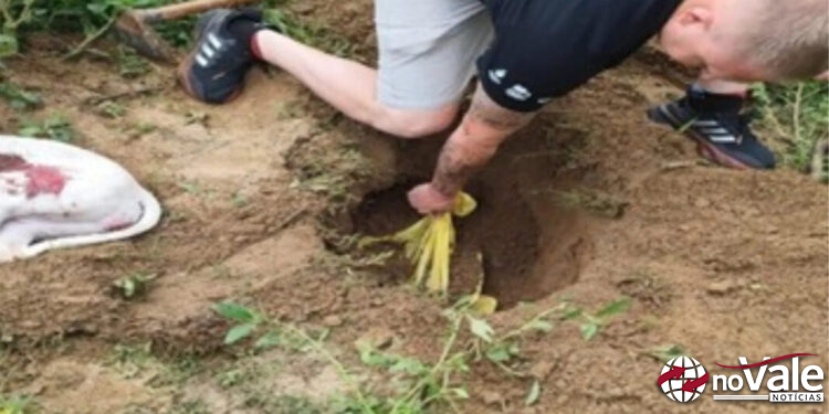 Homem de 63 anos é preso por matar cães a machadadas em Timbó