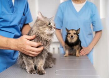 Inscrições para a Campanha de Castração de Cães e Gatos de Zortéa encerram na sexta (13)
