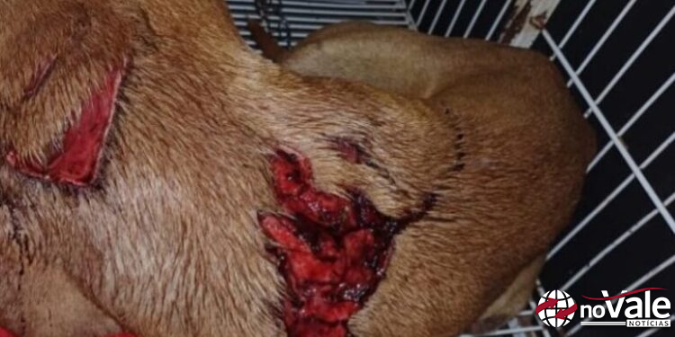 Cachorra é encontrada gravemente ferida após possível ataque de animal silvestre na Vila 7 de Julho (vídeo)