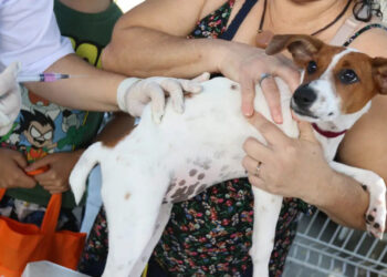 Senado aprova Estatuto dos Cães e Gatos