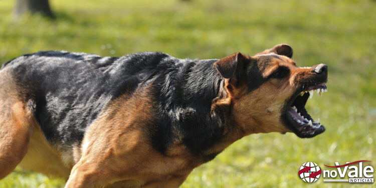 Vítima de mordida de cachorro é atendida e encaminhada ao hospital em Capinzal