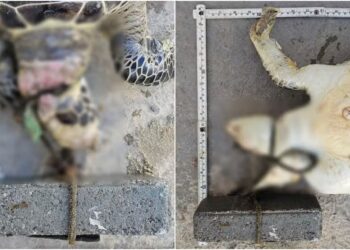 Tartaruga é achada morta com bloco de concreto amarrado ao pescoço em praia de Itapema (SC)