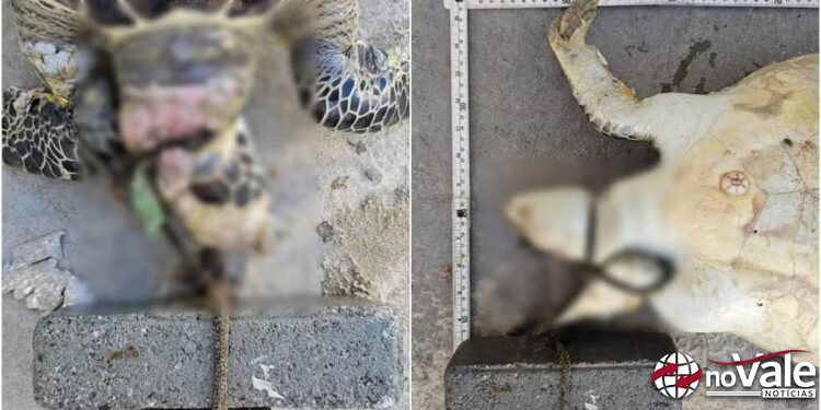 Tartaruga é achada morta com bloco de concreto amarrado ao pescoço em praia de Itapema (SC)