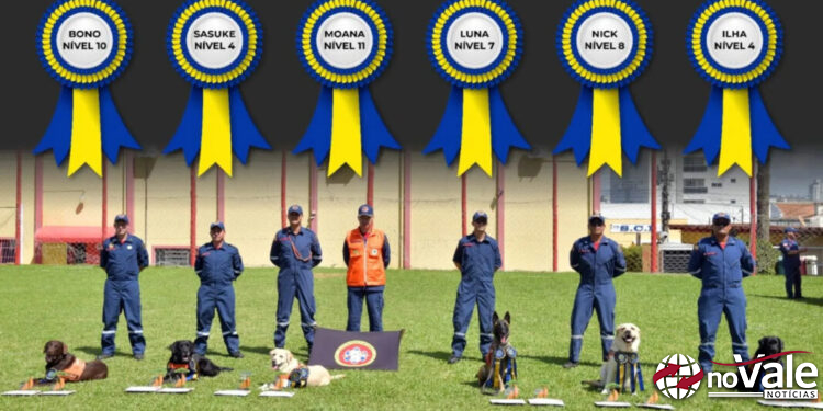 Cães de Santa Catarina são os mais certificados do Brasil em busca e resgate