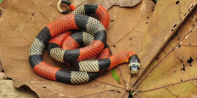 Cobra coral é capturada em Ouro