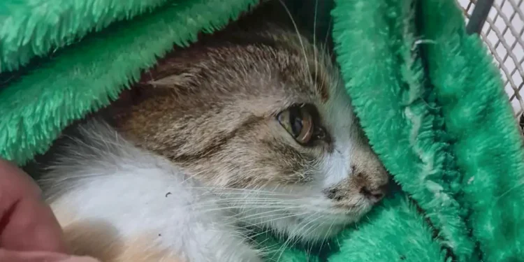 Mulher é presa em flagrante após jogar gata do 12º andar de prédio em Curitiba
