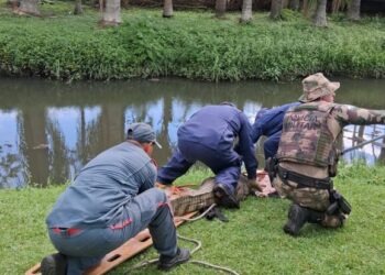 Bombeiros capturam jacaré em bairro de Florianópolis