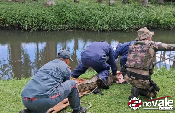 Bombeiros capturam jacaré em bairro de Florianópolis